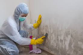 Best Mold Remediation for Healthcare Facilities in South Sioux City, NE